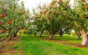A view of an Apple Orchard in Nebraska