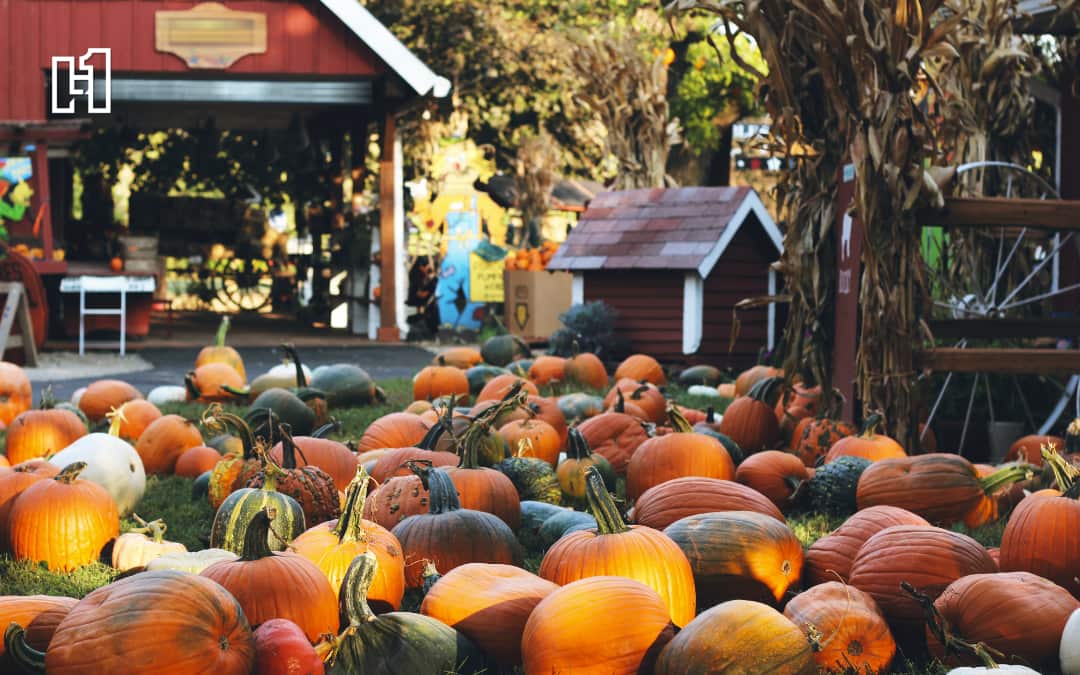 Pumpkin patch with barn on fall day