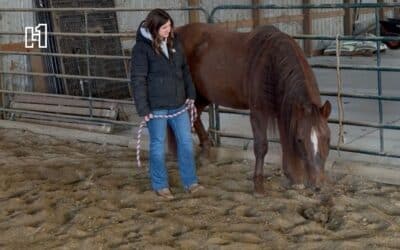 Omahans Find New Kind of Healing at Spirit Horse Ranch